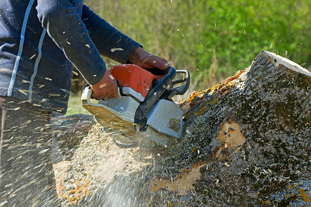 Reliable Tome, NM Tree Services Solutions