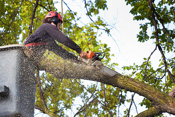 Tree and Shrub Care in Tome, NM